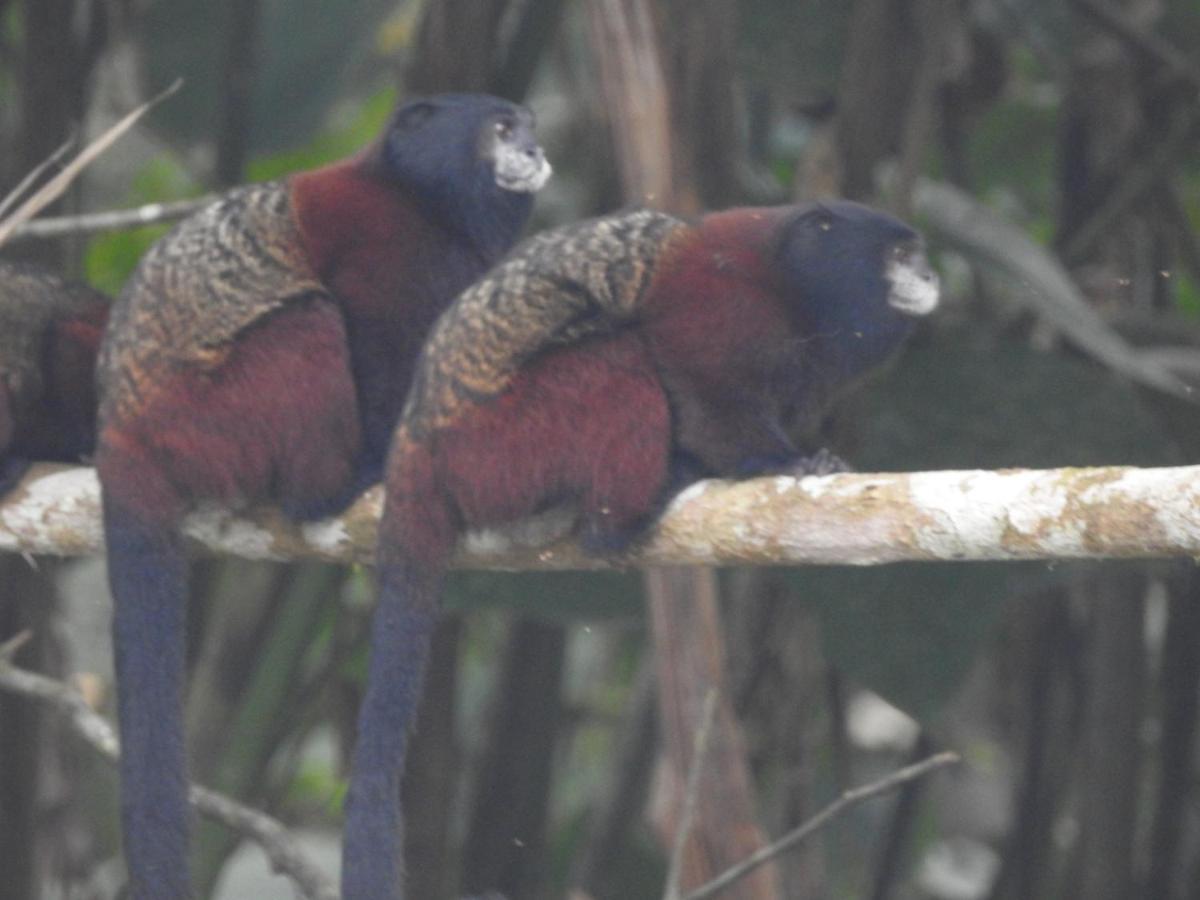 Misahualli Laguna Paikawe B&B Luaran gambar