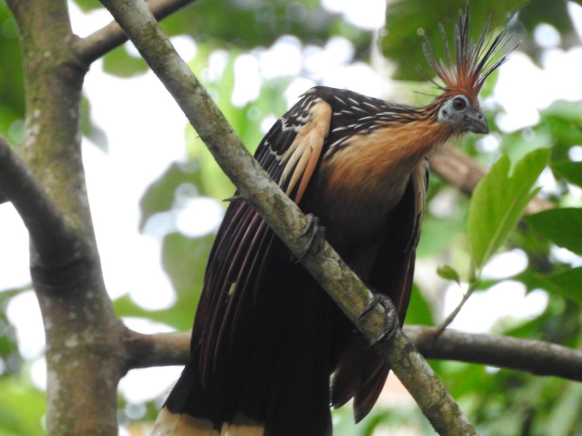 Misahualli Laguna Paikawe B&B Luaran gambar