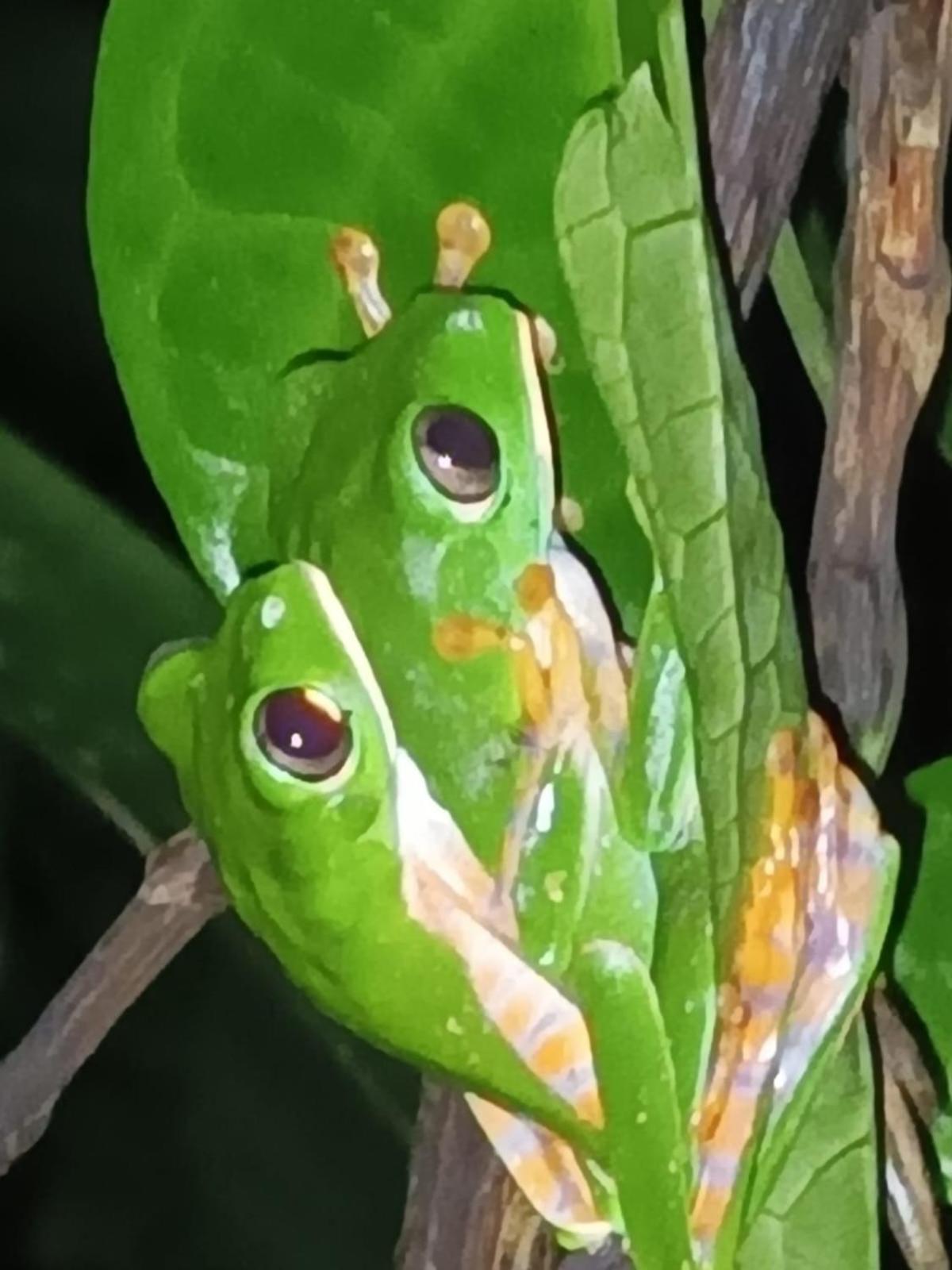 Misahualli Laguna Paikawe B&B Luaran gambar