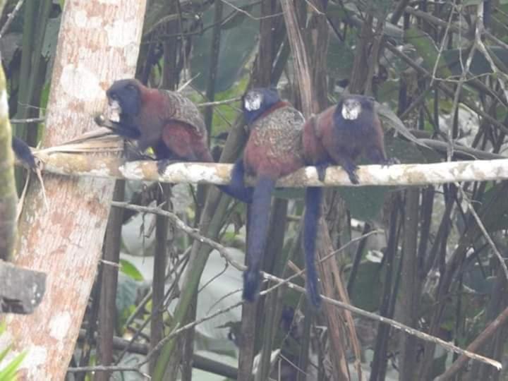 Misahualli Laguna Paikawe B&B Bilik gambar