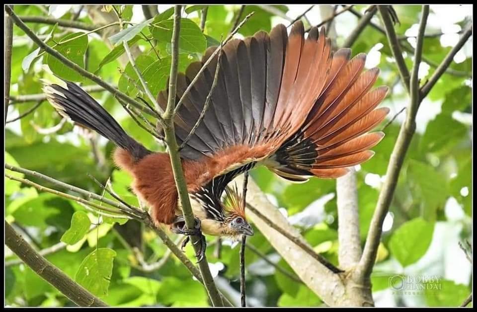 Misahualli Laguna Paikawe B&B Bilik gambar